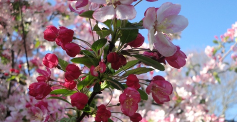 Apfelblüte in glastonbura