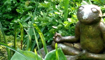 frosch meditation