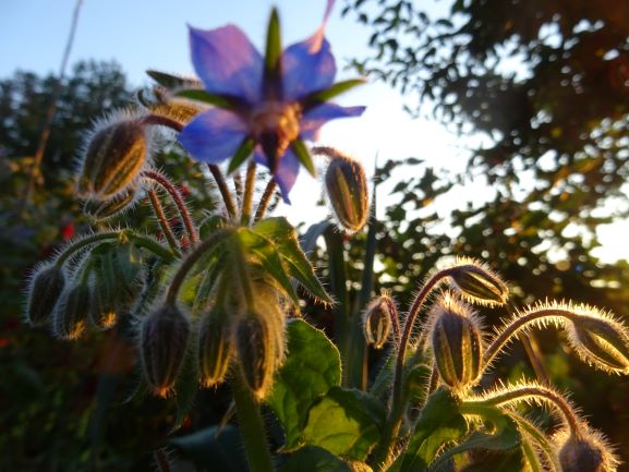 borretsch blüte