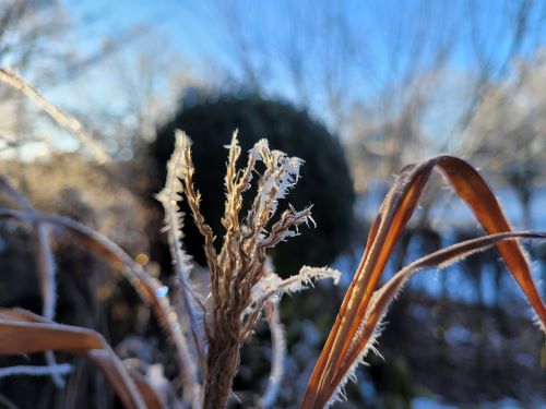 gräser im frost